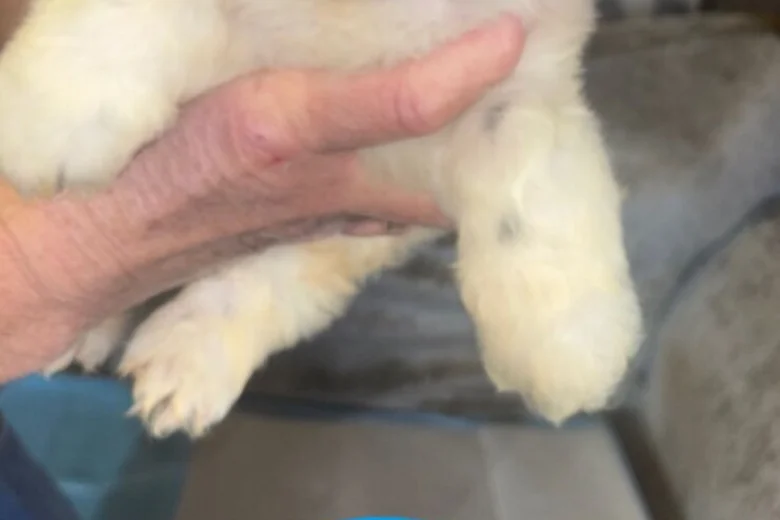 Cockapoo