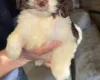 Cockapoo