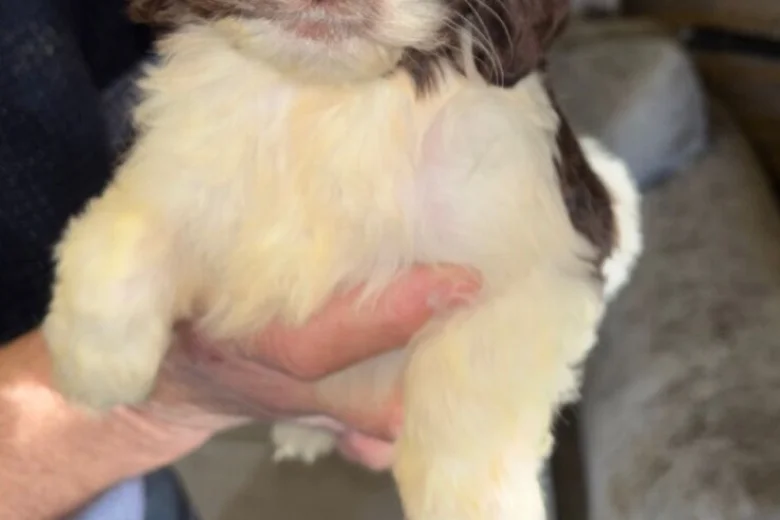Cockapoo