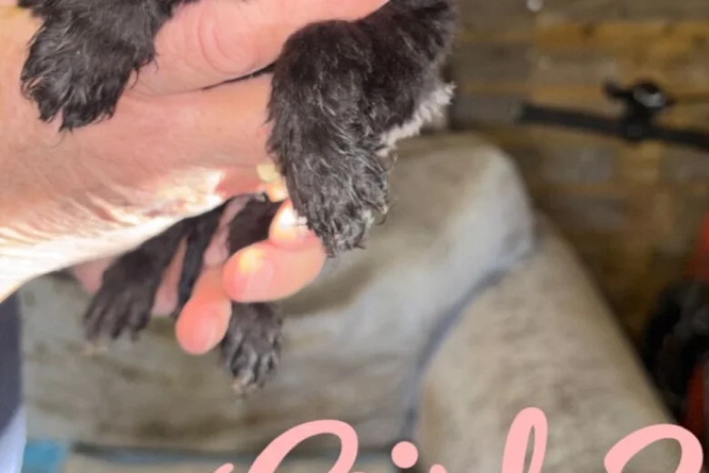 Cockapoo