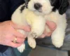 Cockapoo
