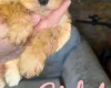 Cockapoo