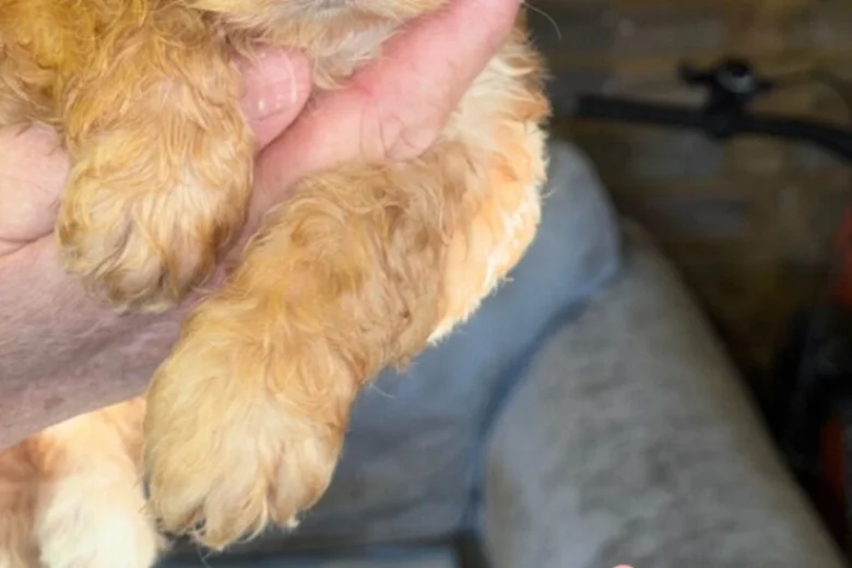 Cockapoo