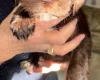 Cockapoo