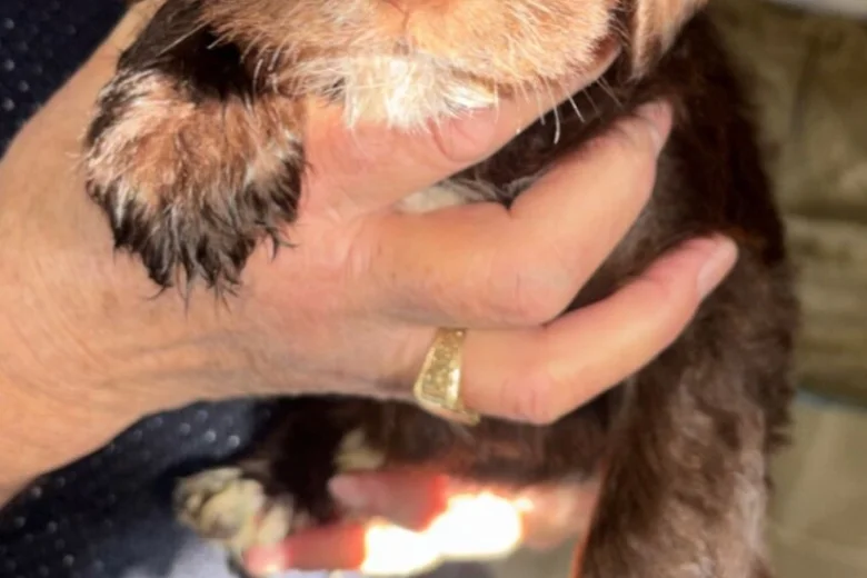 Cockapoo