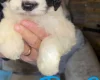 Cockapoo