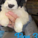 Cockapoo