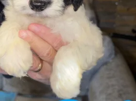 Cockapoo