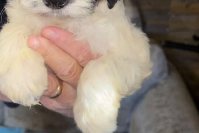 Cockapoo