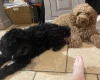 Cockapoo
