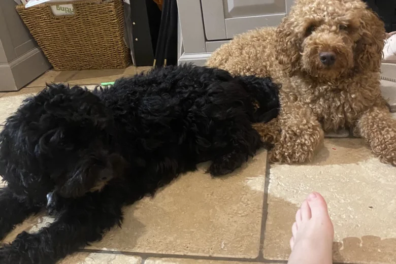 Cockapoo