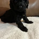 Cockapoo