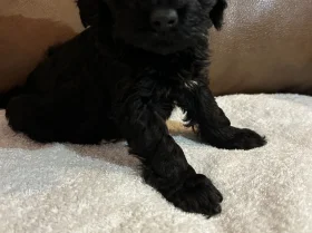Cockapoo