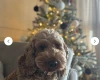 Cockapoo
