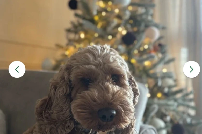 Cockapoo