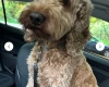 Cockapoo