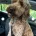 Cockapoo