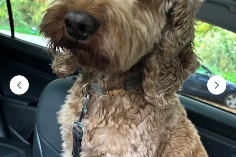 Cockapoo
