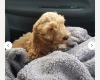 Cockapoo