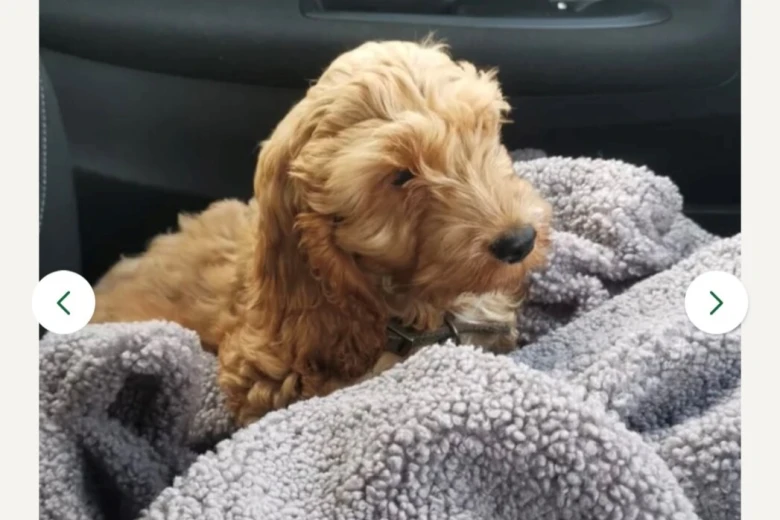 Cockapoo