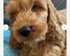 Cockapoo