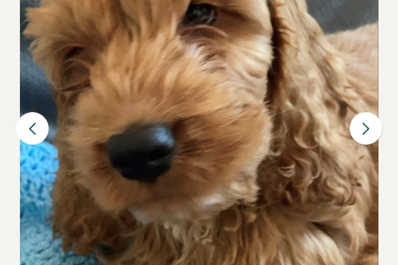 Cockapoo