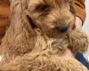 Cockapoo