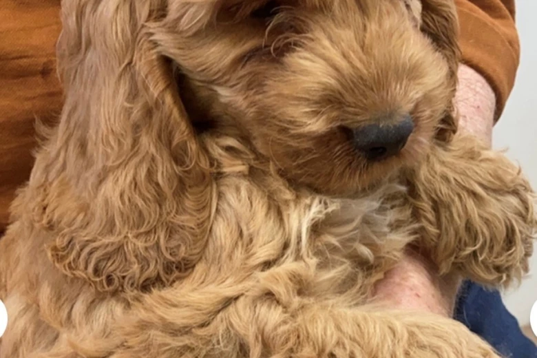 Cockapoo