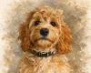 Cockapoo