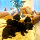 Cockapoo