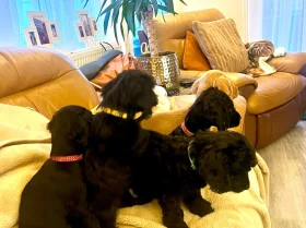 Cockapoo