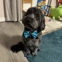 Cockapoo