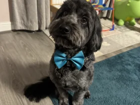 Cockapoo