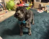Cockapoo