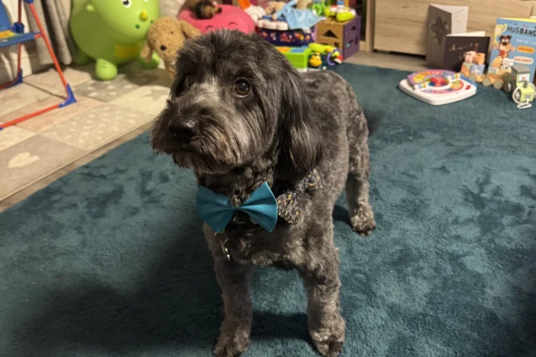 Cockapoo