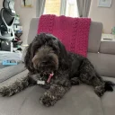 Cockapoo