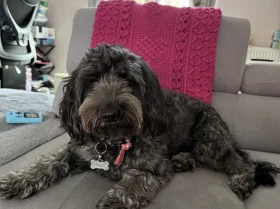 Cockapoo