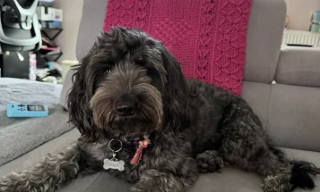 Cockapoo