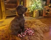 Cockapoo