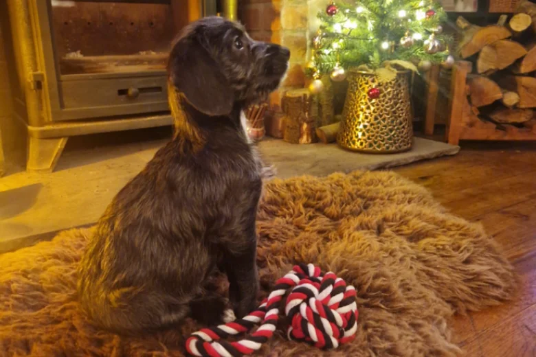 Cockapoo