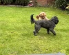 Cockapoo