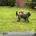Cockapoo