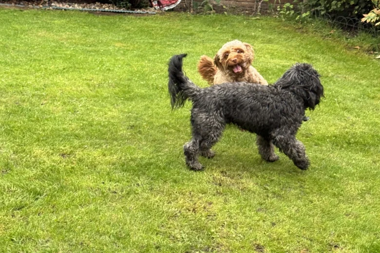 Cockapoo