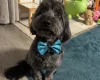 Cockapoo