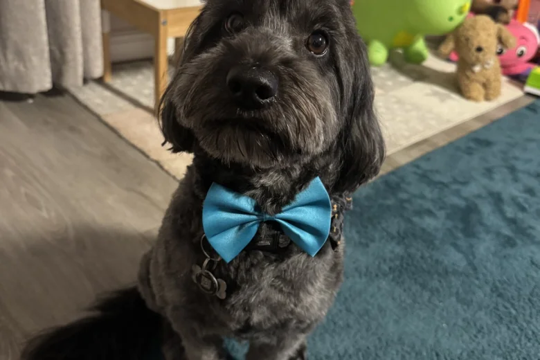 Cockapoo