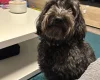 Cockapoo