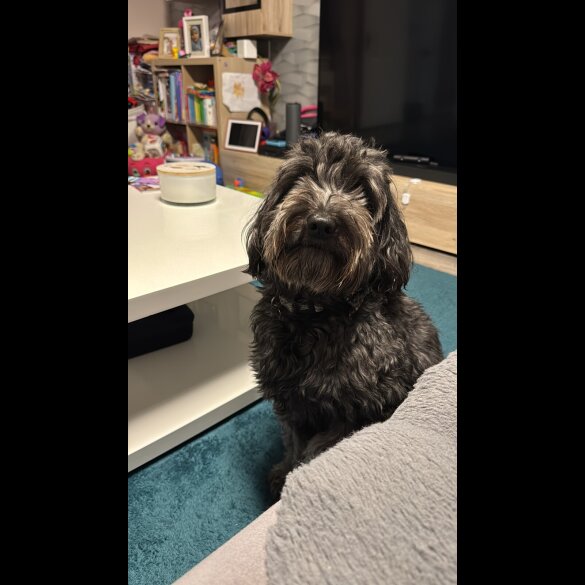 Cockapoo