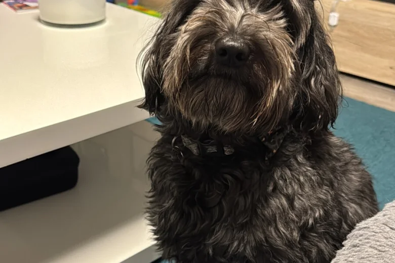 Cockapoo