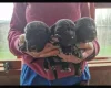 Cockapoo