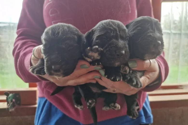 Cockapoo